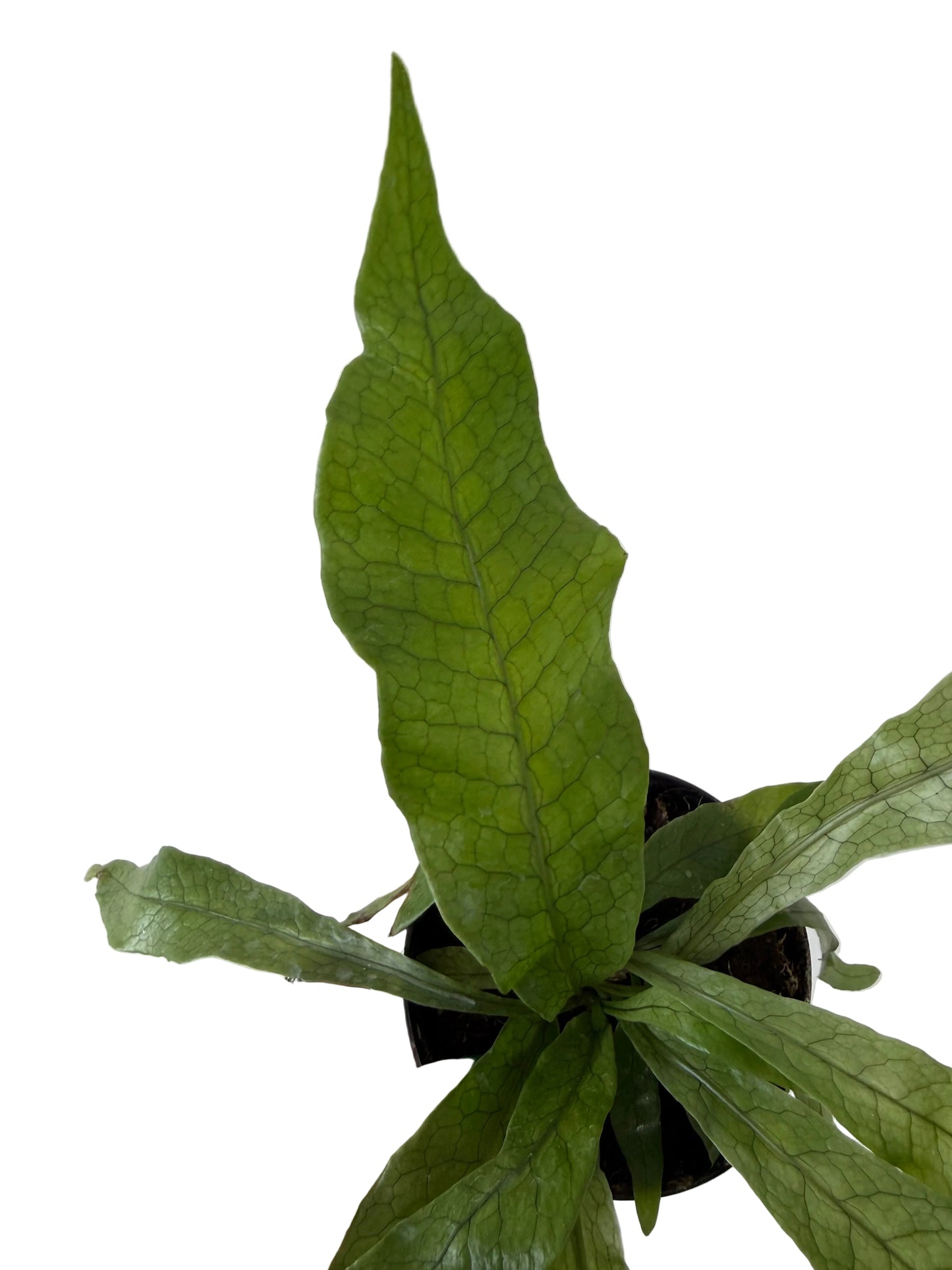 4” Crocodile Fern (Microsorum musifolium ‘Crocodyllus’)