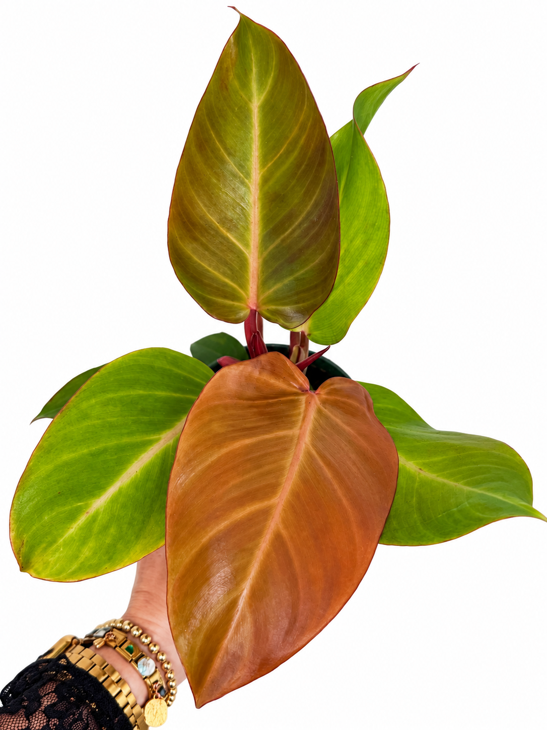 4" Philodendron McColley's Finale