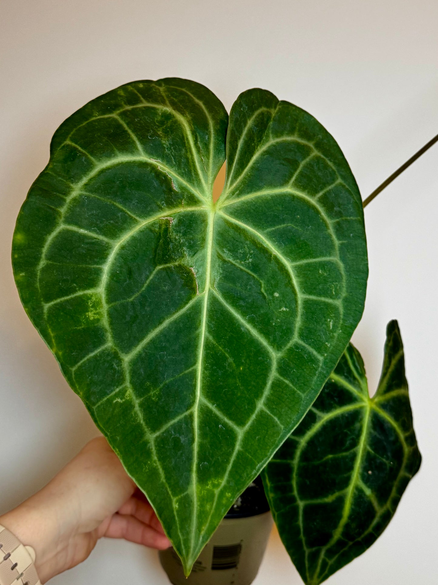 4.5" Anthurium Clarinervium