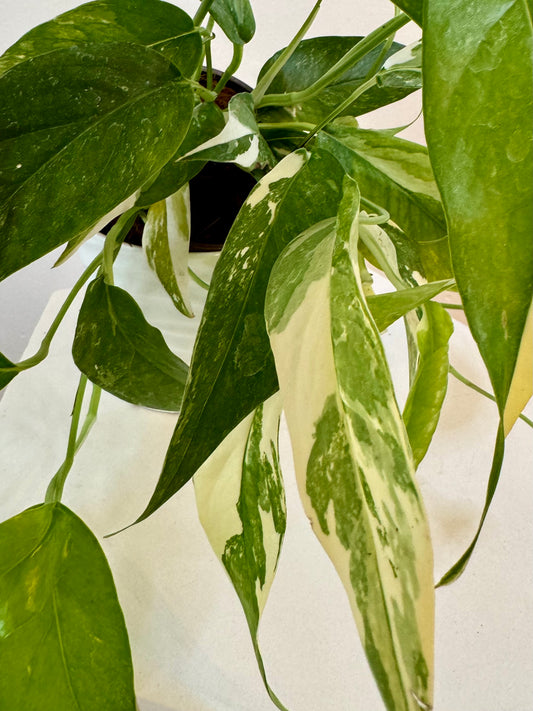 6" Epipremnum Pinnatum Albo-Variegated