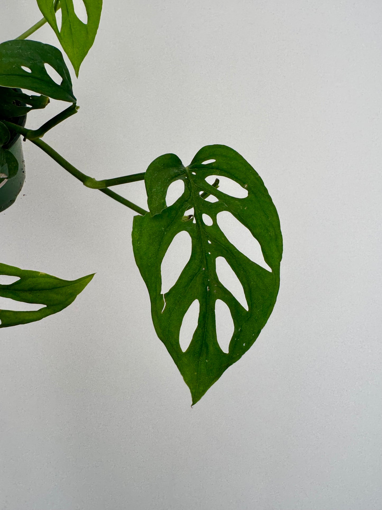 4" Monstera Esqueleto