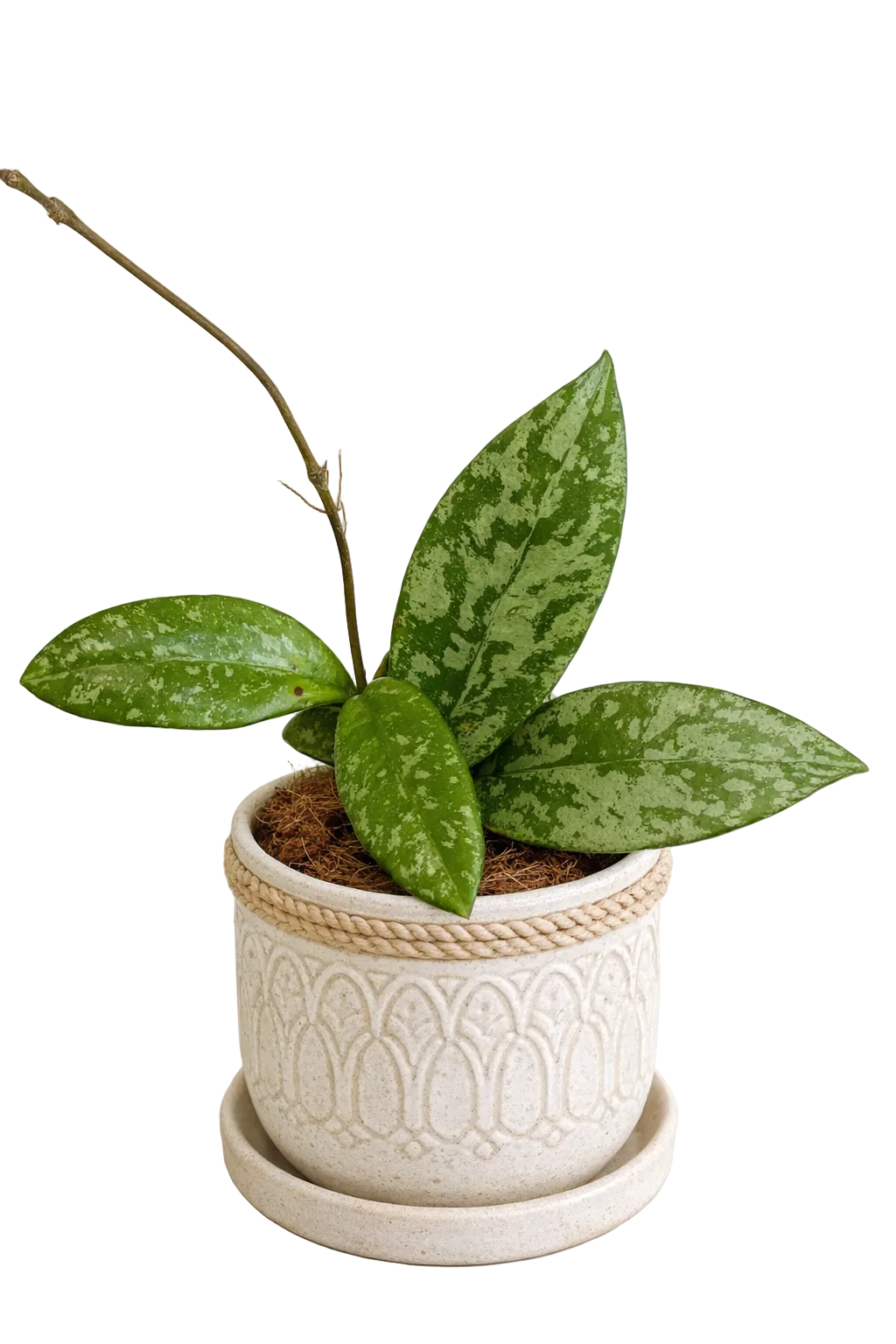 3" Hoya Crassipetiolata x Michele (Splash)