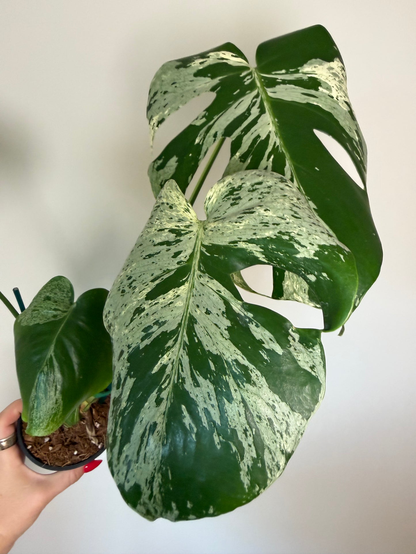 4" Monstera Vietciosa