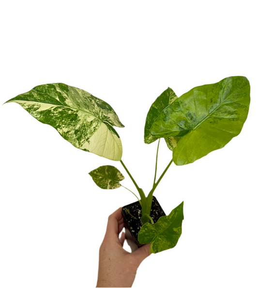 4” Alocasia Gageana Aurea Variegated