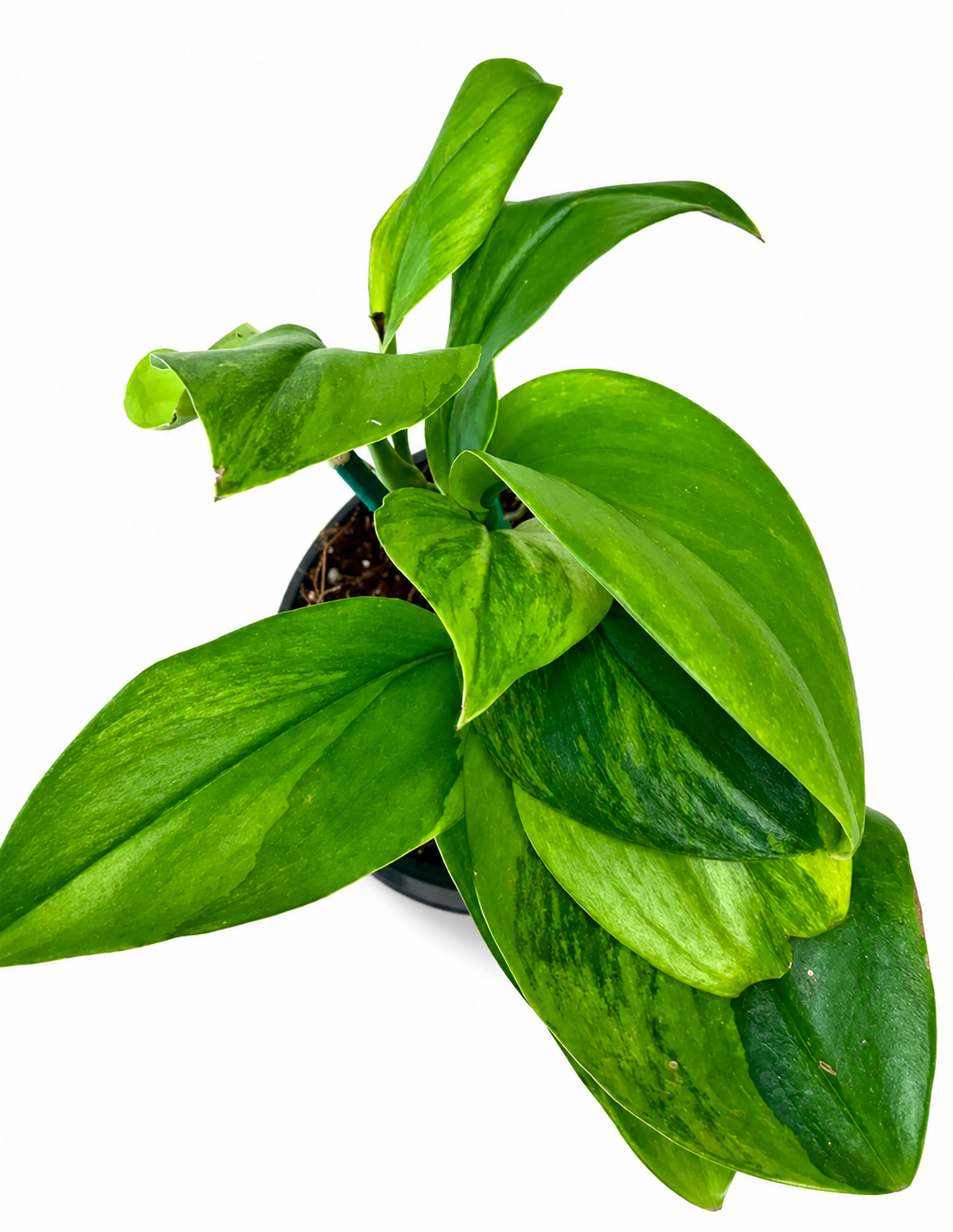 4" Scindapsus Treubii 'Moonlight' Green on Green