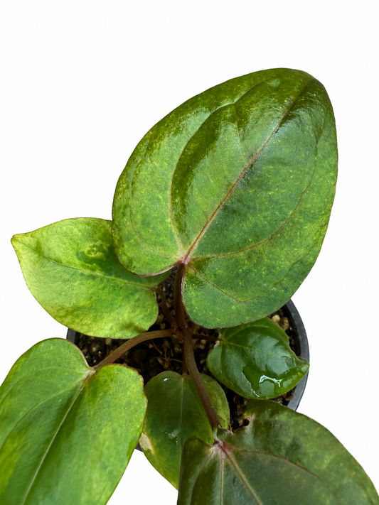3" Anthurium Papillilaminum Variegated