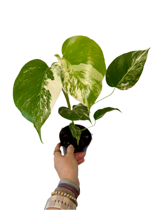 4” Monstera Albo