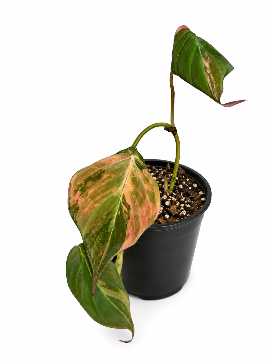 2" Philodendron Micans Variegated Pink