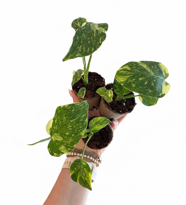 2” Monstera Electrolyte (Plug)