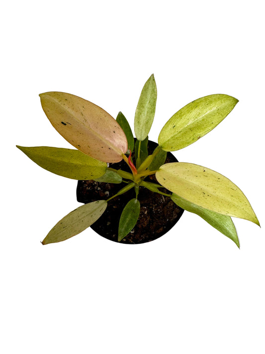 4" Philodendron Whipple Way