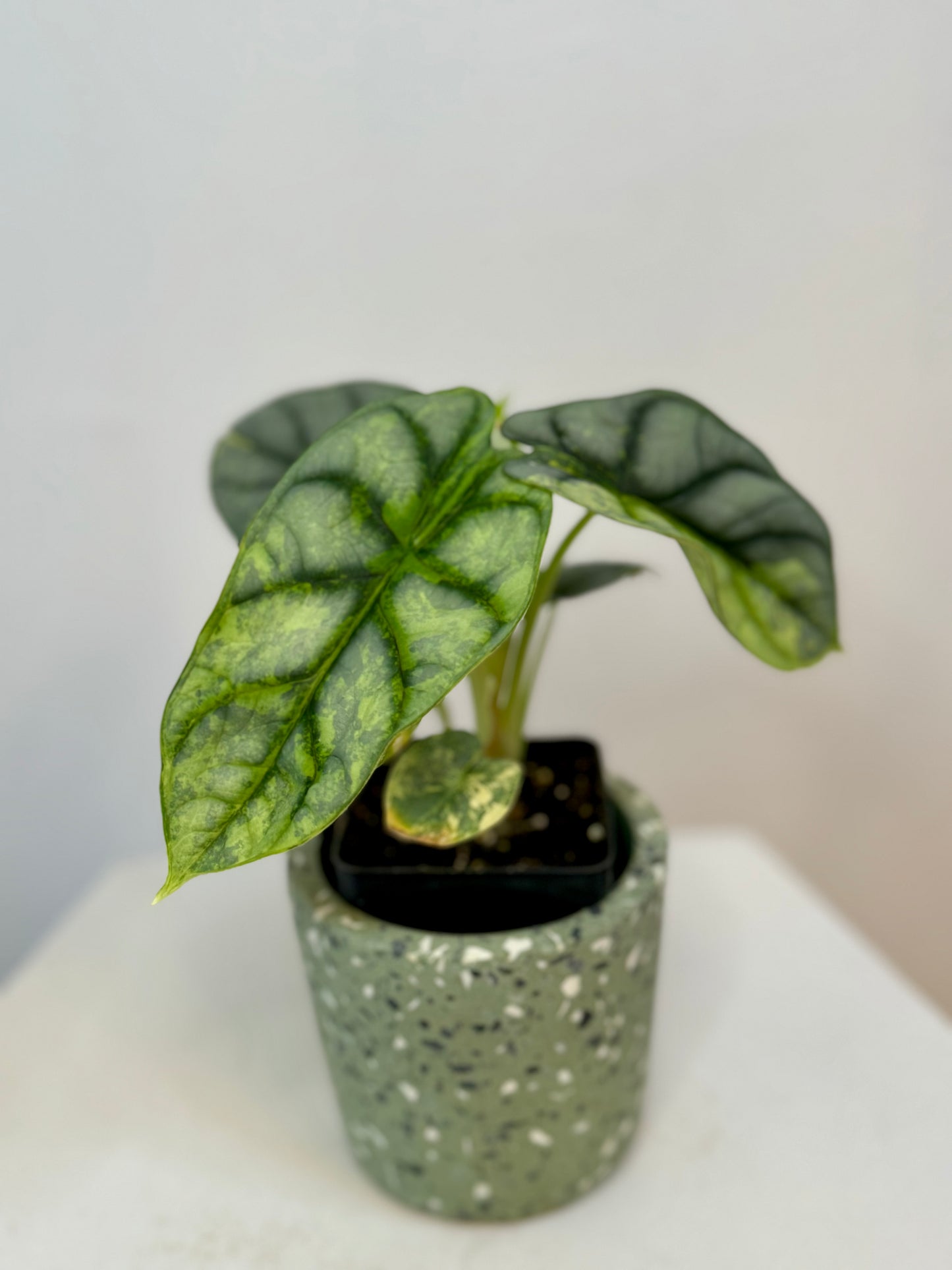 2.5" Alocasia Silver Dragon Variegated