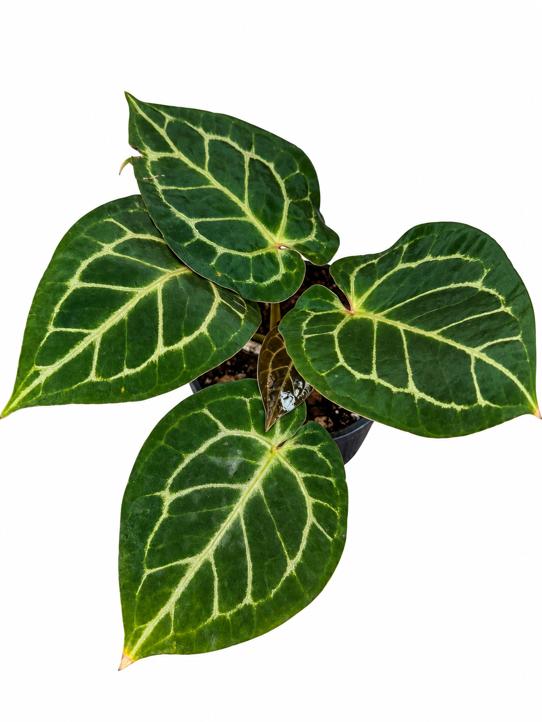 4” Anthurium (RC Dorayaki) x RC