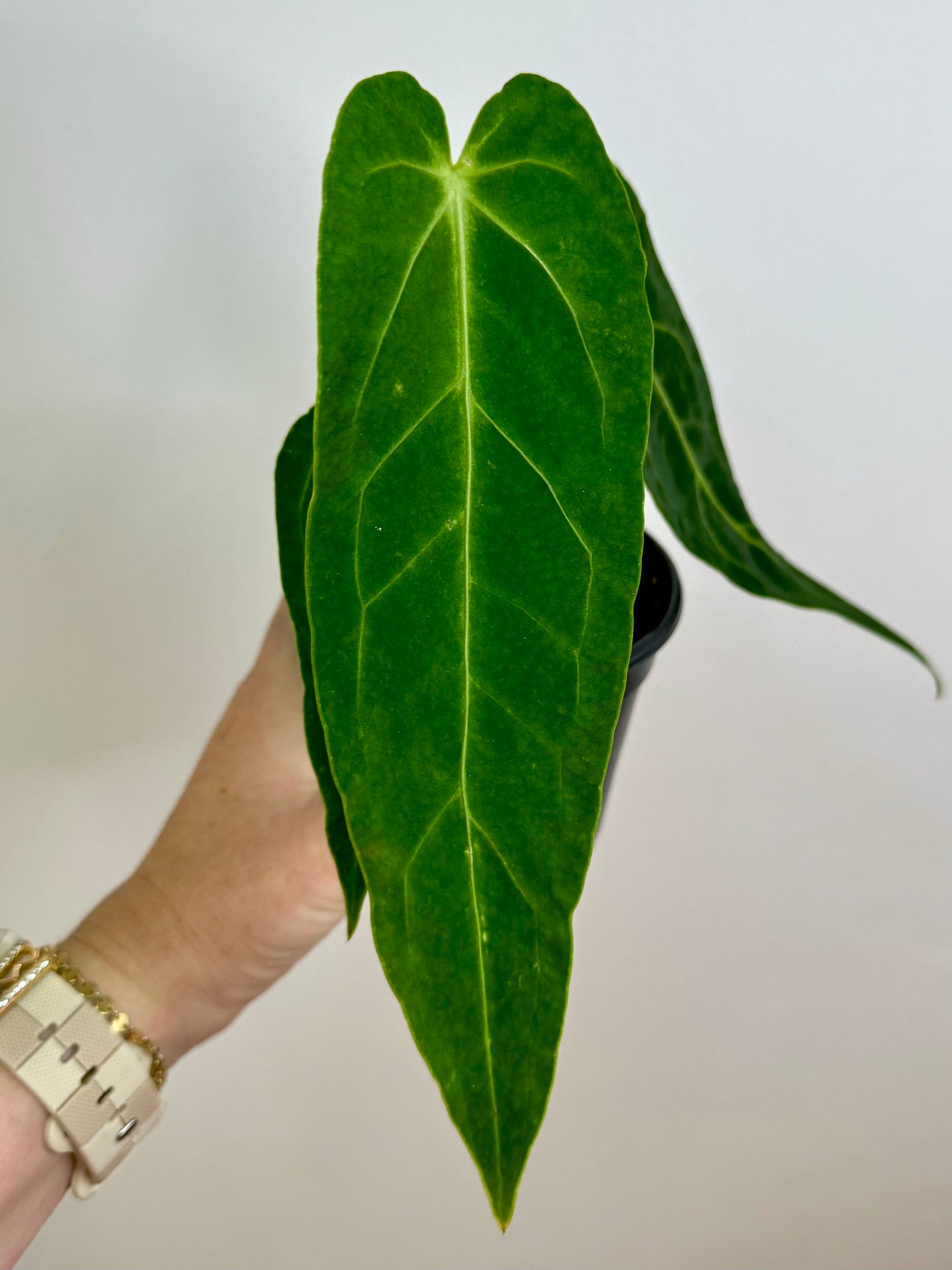 4" Anthurium Warocqueanum 'Dark Queen Anthurium'