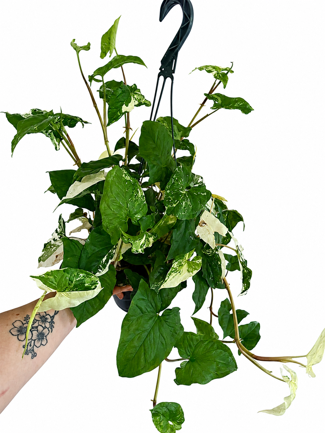8” Syngonium Albo XL