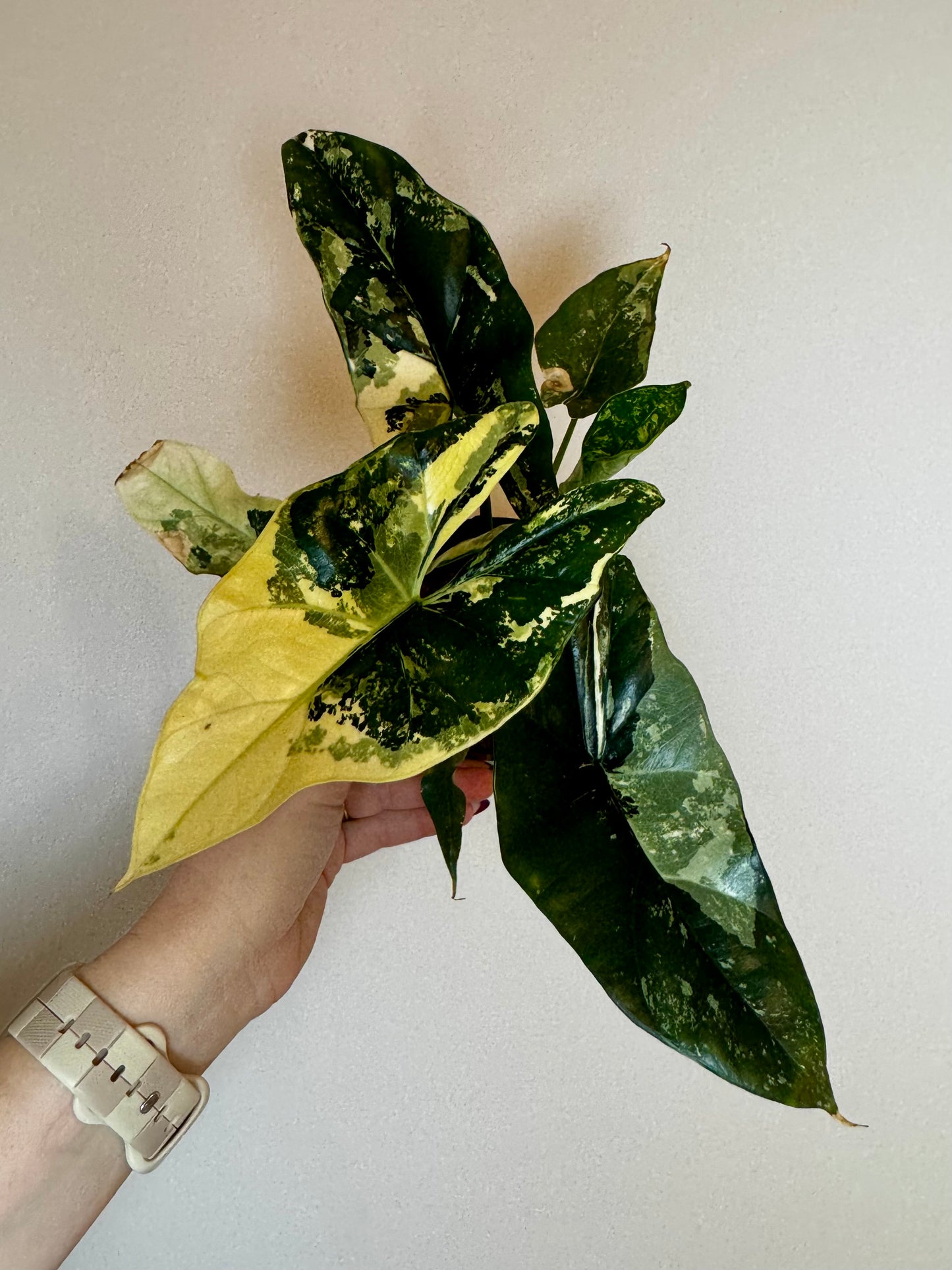 4" Alocasia Simpo Variegated