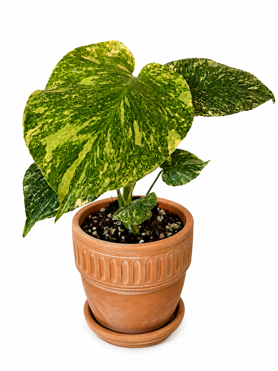 3" Monstera Deliciosa 'Green Snow'