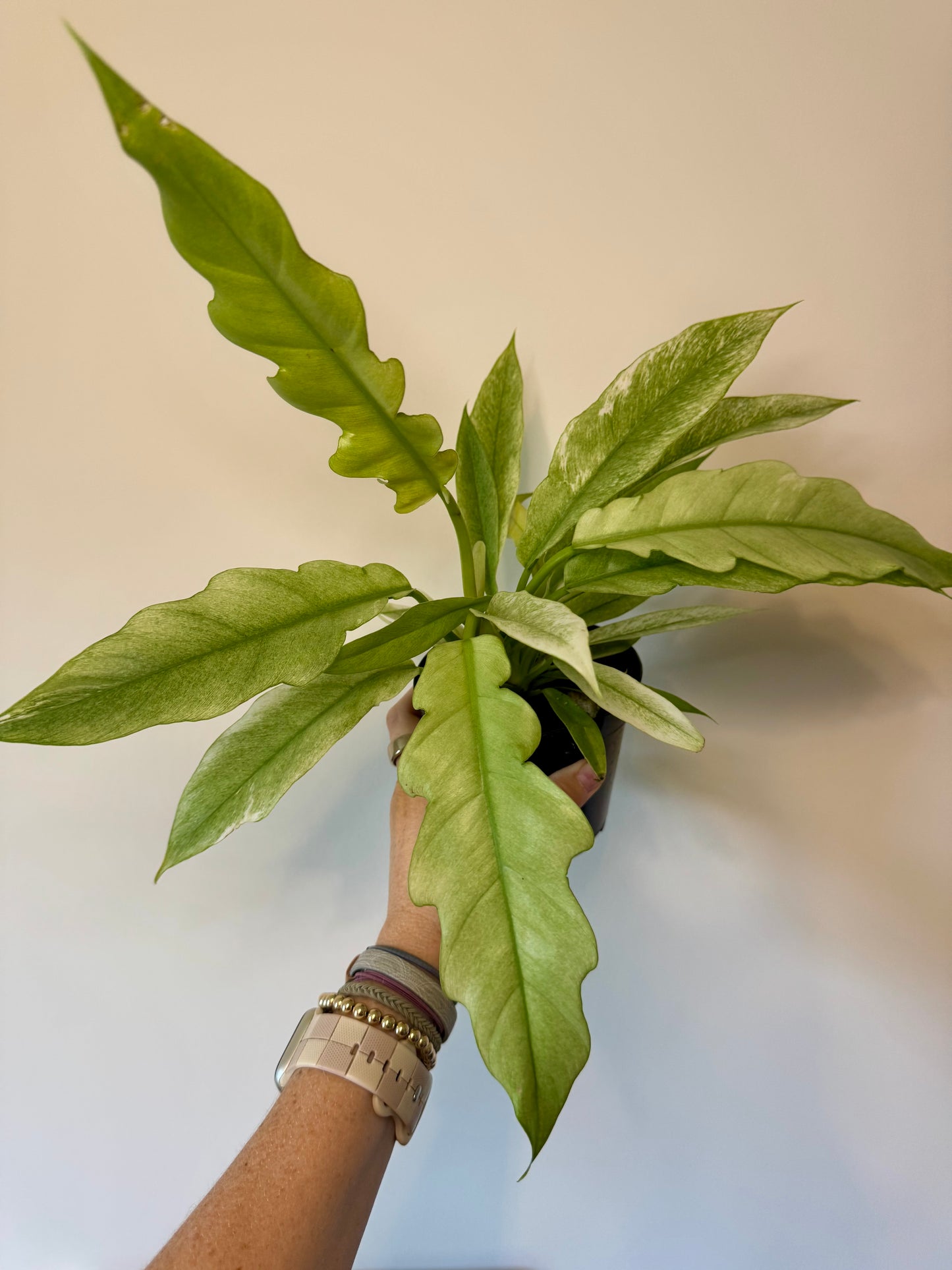 4” Philodendron 'Pluto' Mint Variegated