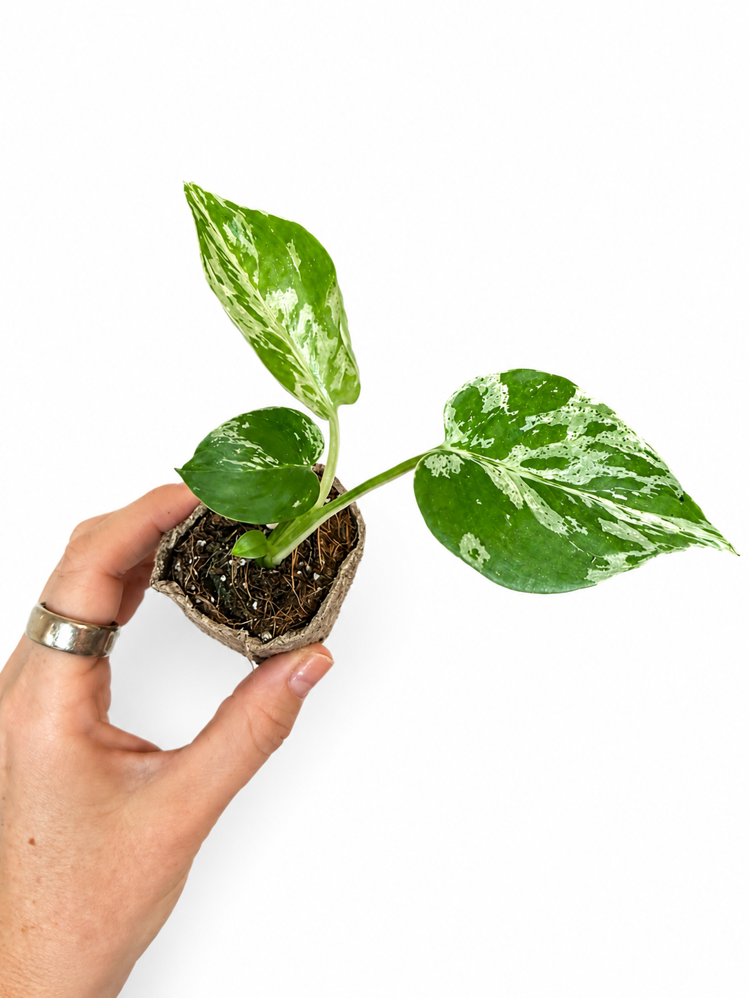 3” Monstera Bulbasaur