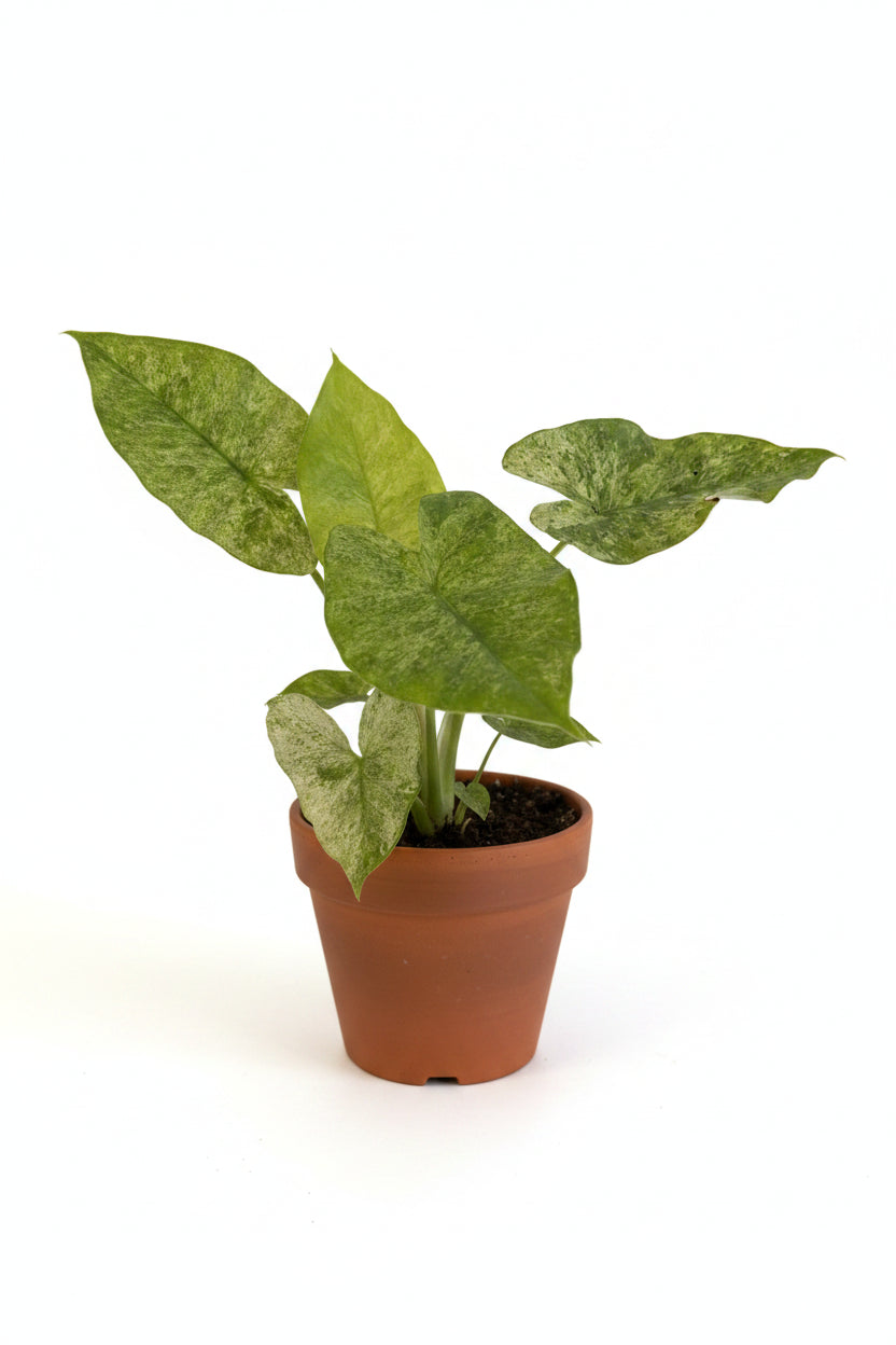 6" Alocasia Odora 'Batik' Variegated