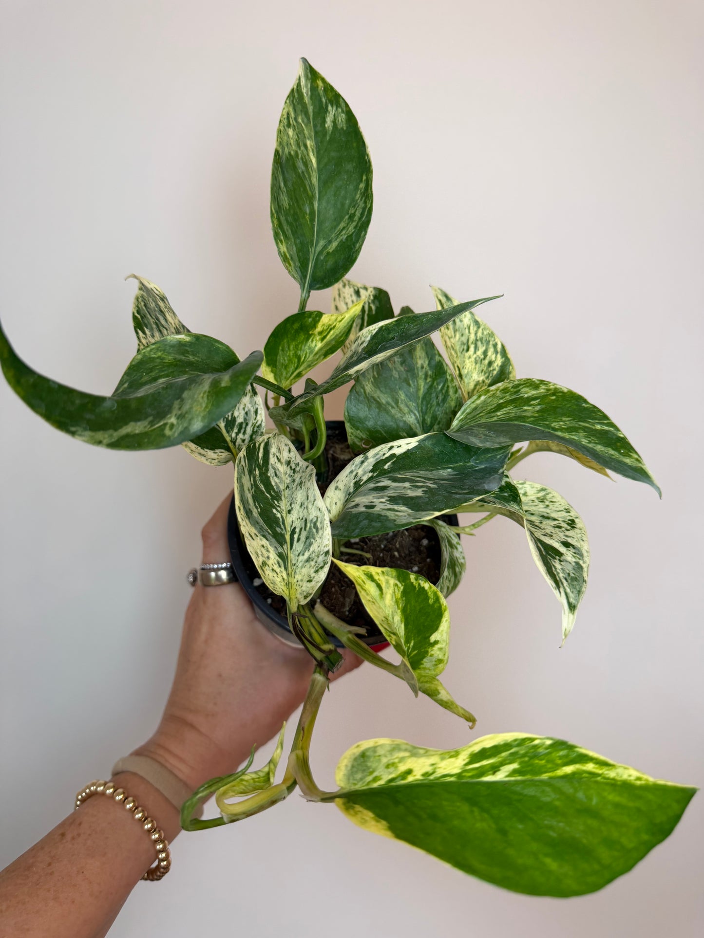 4.5" Marble Prince Pothos
