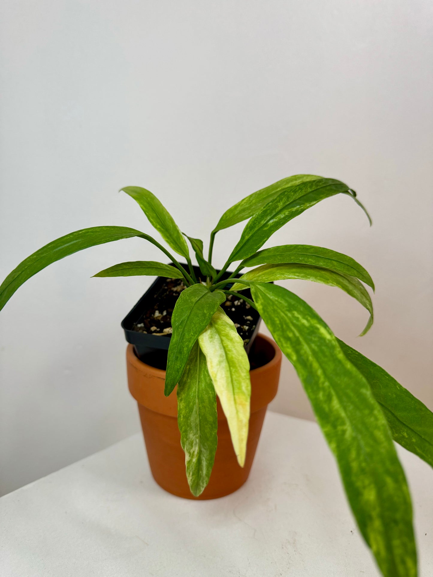 3" Anthurium Vittarifolium Variegated