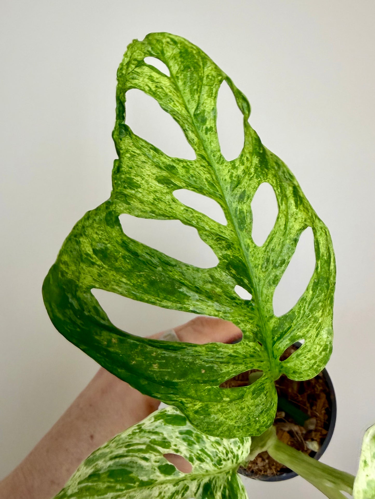 2” Monstera Adansonii Laniata Mottled