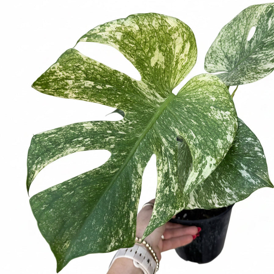 Monstera White Monster