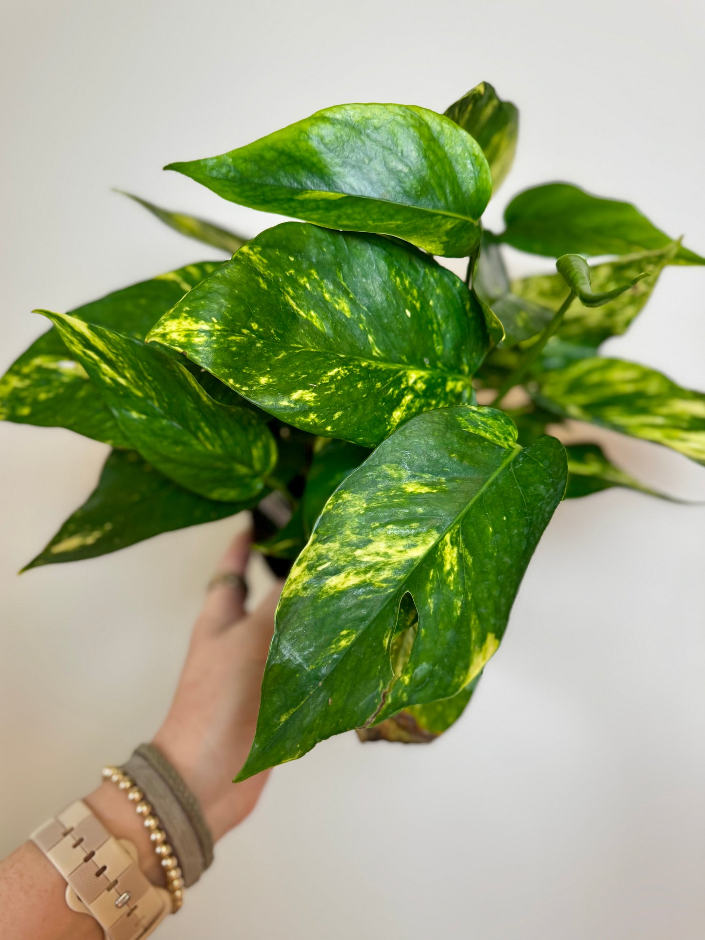 6” Epipremnum Yellow Sunrise