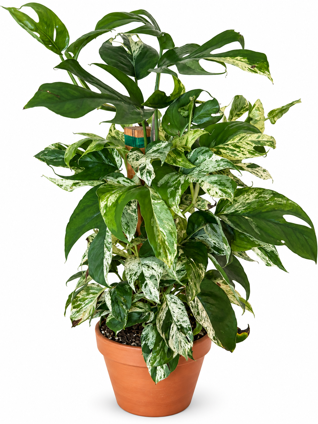 6” Epipremnum Pinnatum Marble Flame (on Totem)
