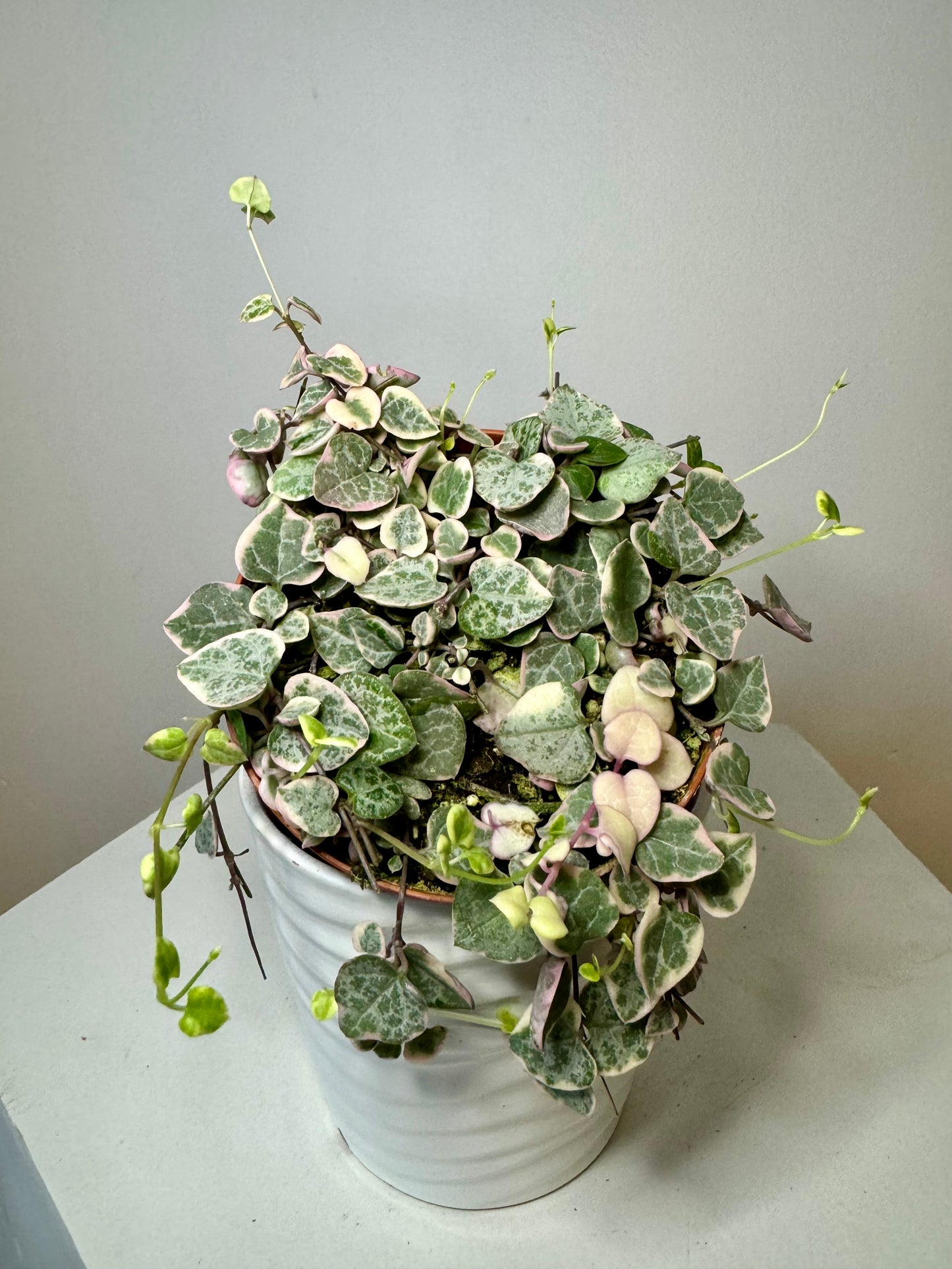 4" String of Hearts Variegated