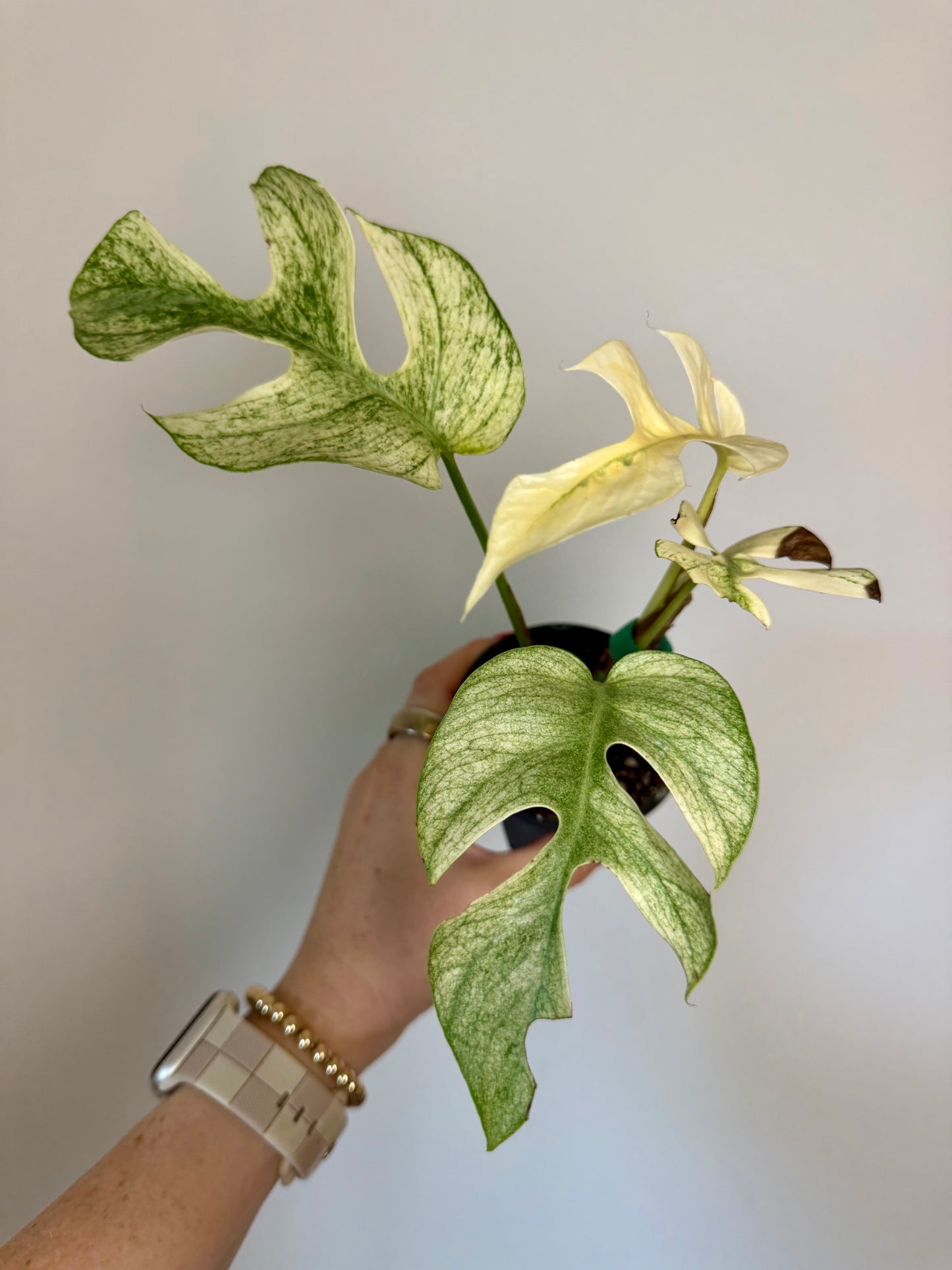 3” Rhaphidophora Tetrasperma 'Ginny White Monster'