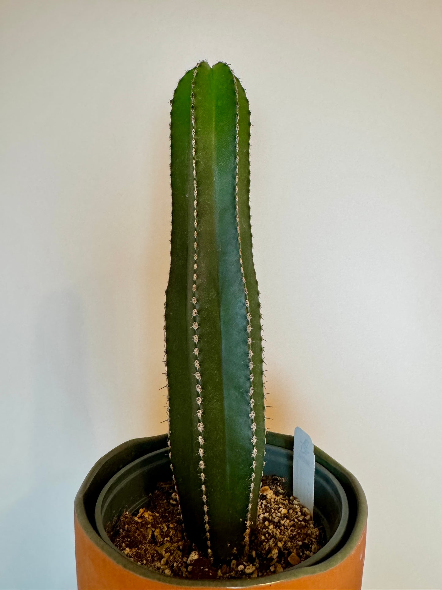 6" Mexican Fence Post Cactus