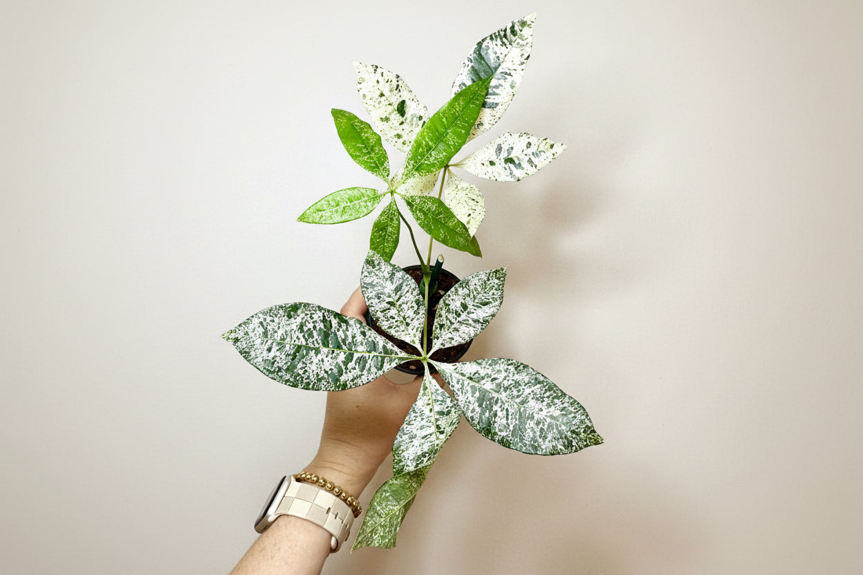 6” Money Tree Variegated