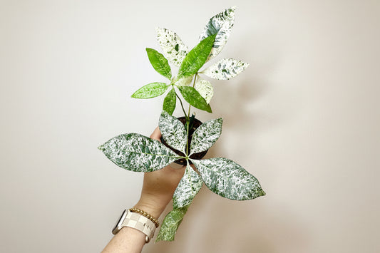 4" Money Tree Variegated