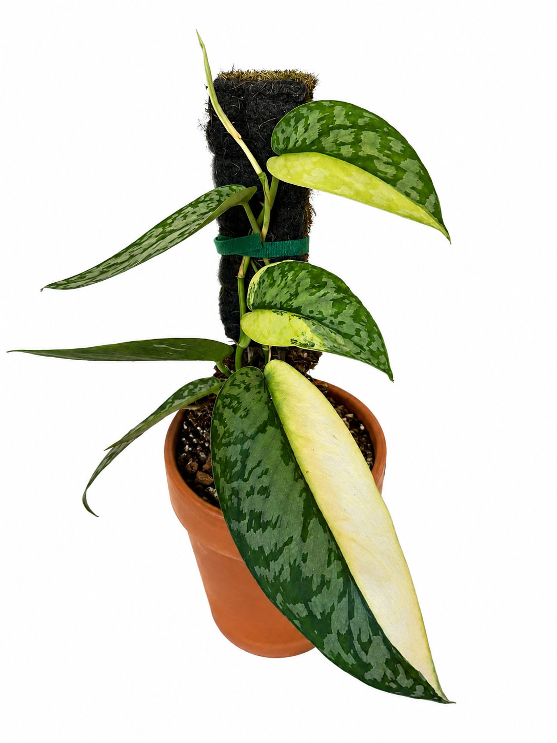 4" Scindapsus Lakambini
