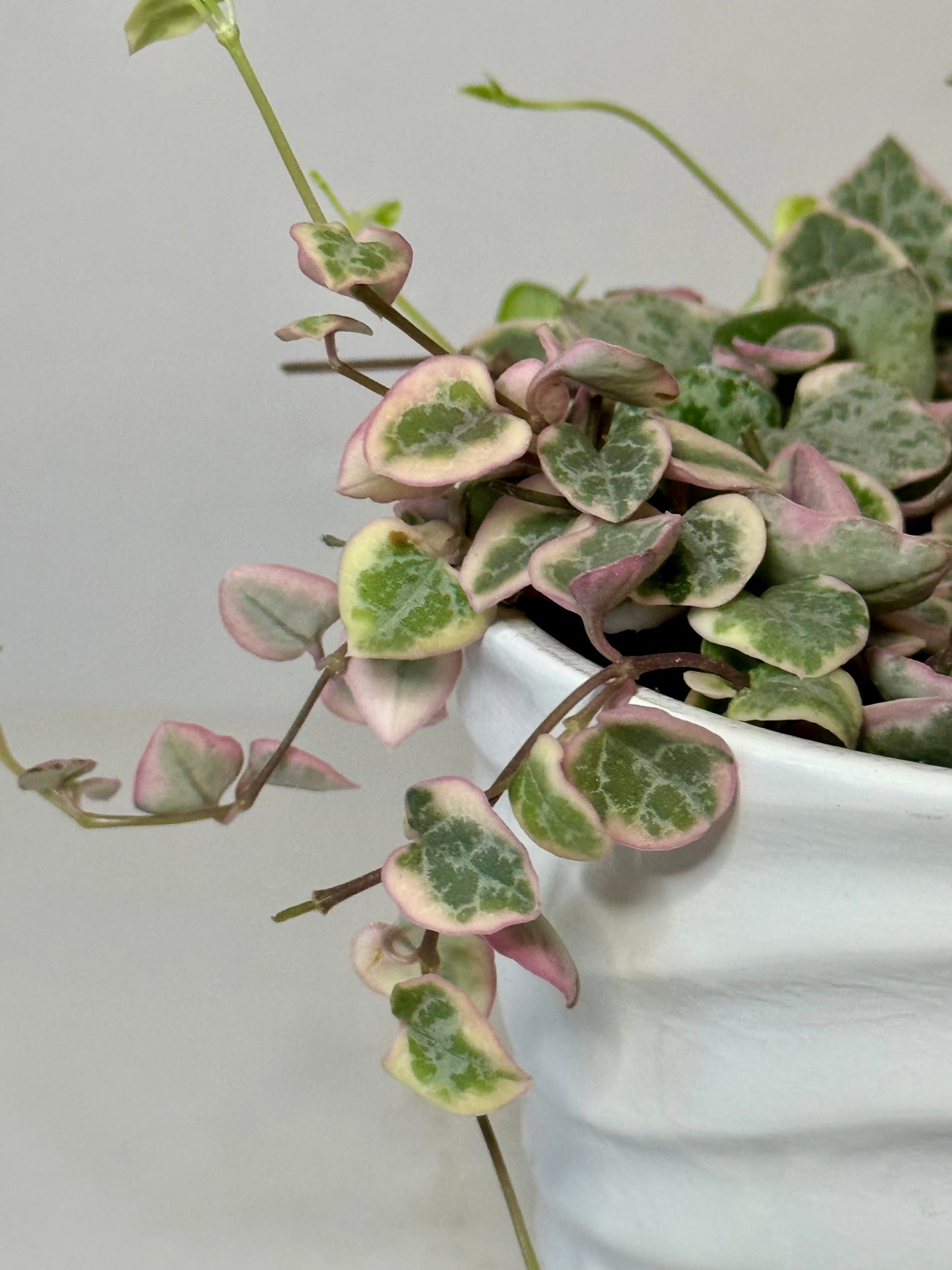 4" String of Hearts Variegated