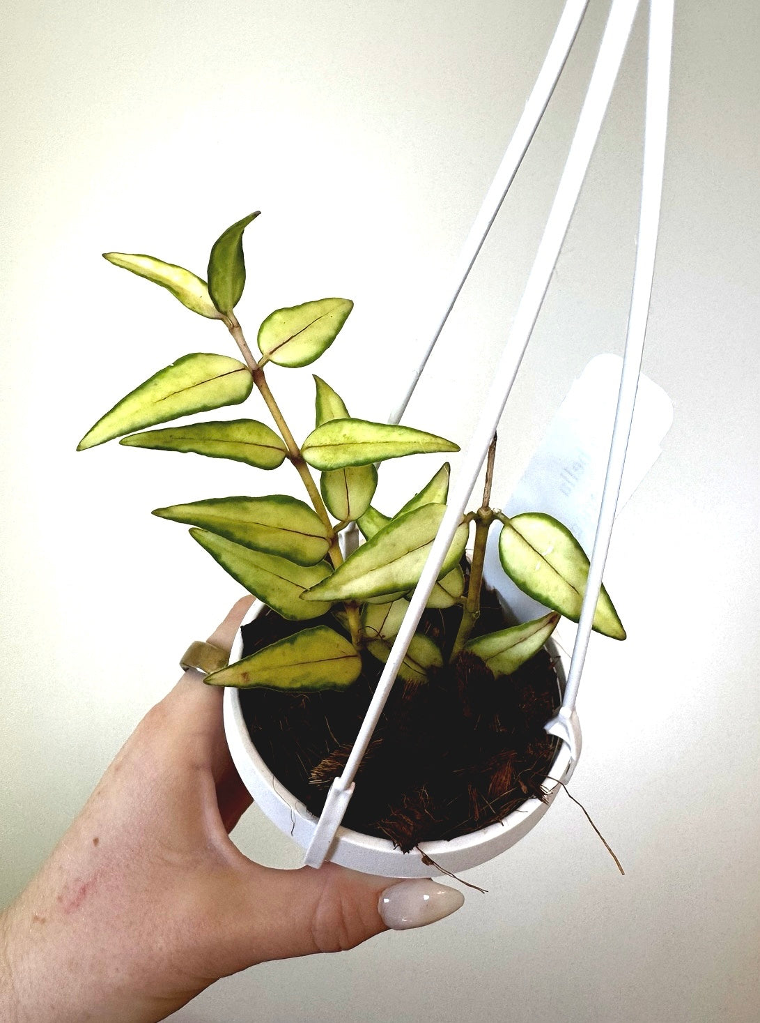 3" Hoya Bella 'Luis Bois' (Inner Variegation)