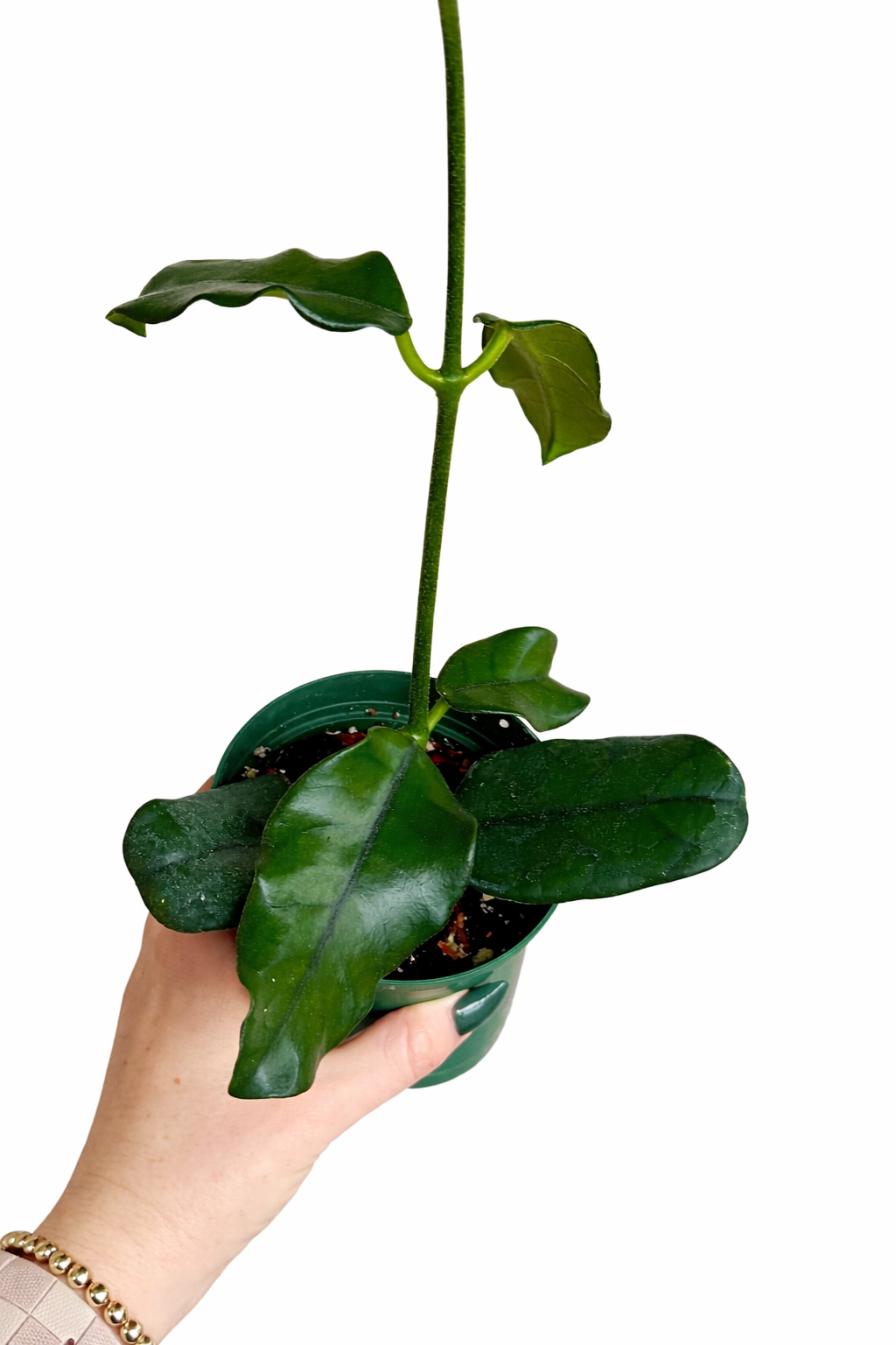 4” Hoya Globulosa