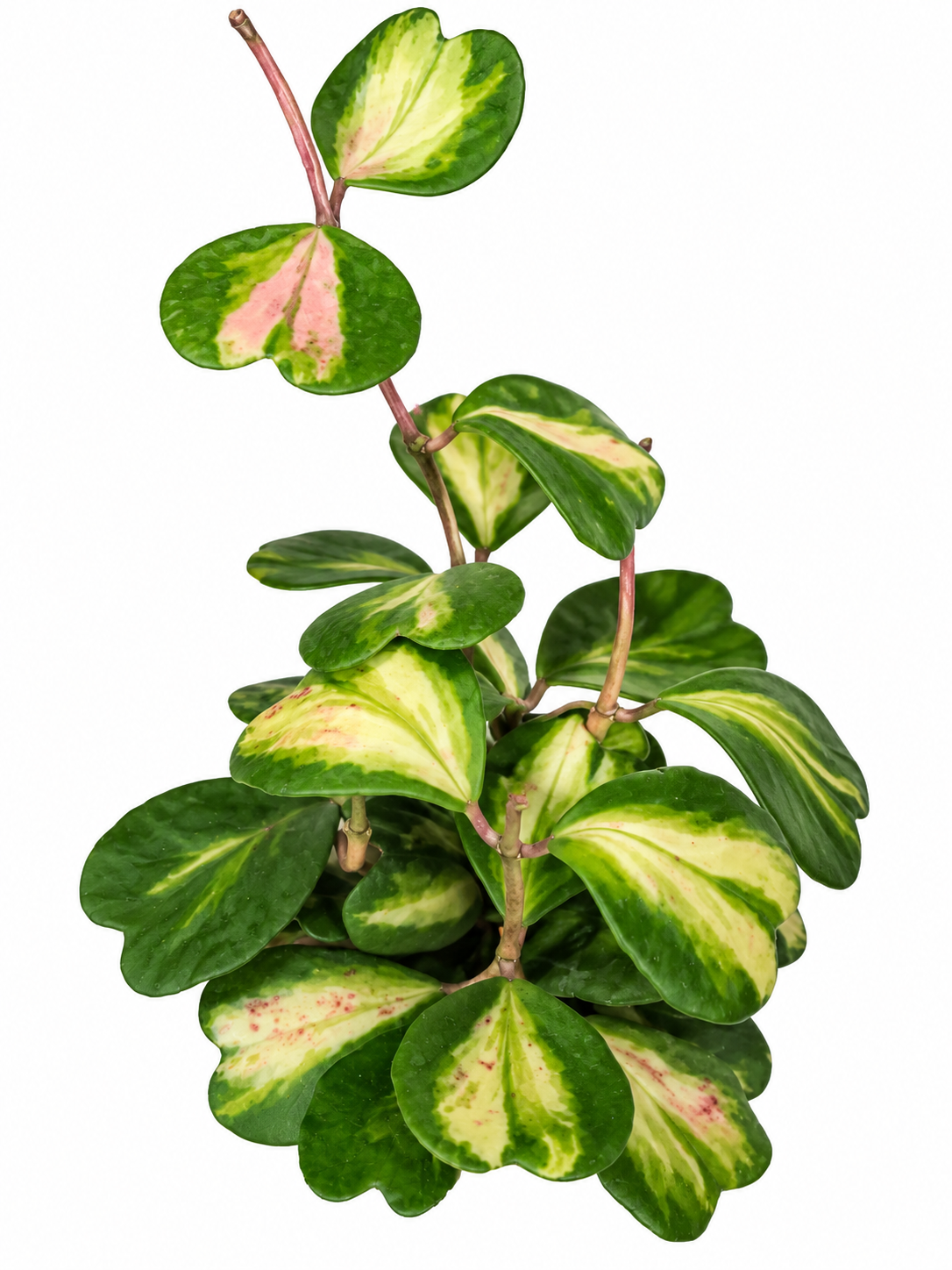 6” Hoya Kerrii Reverse (Inner) Variegated