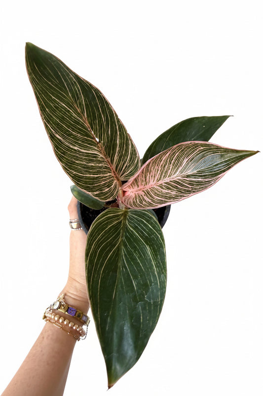 3” Philodendron Pink Birkin