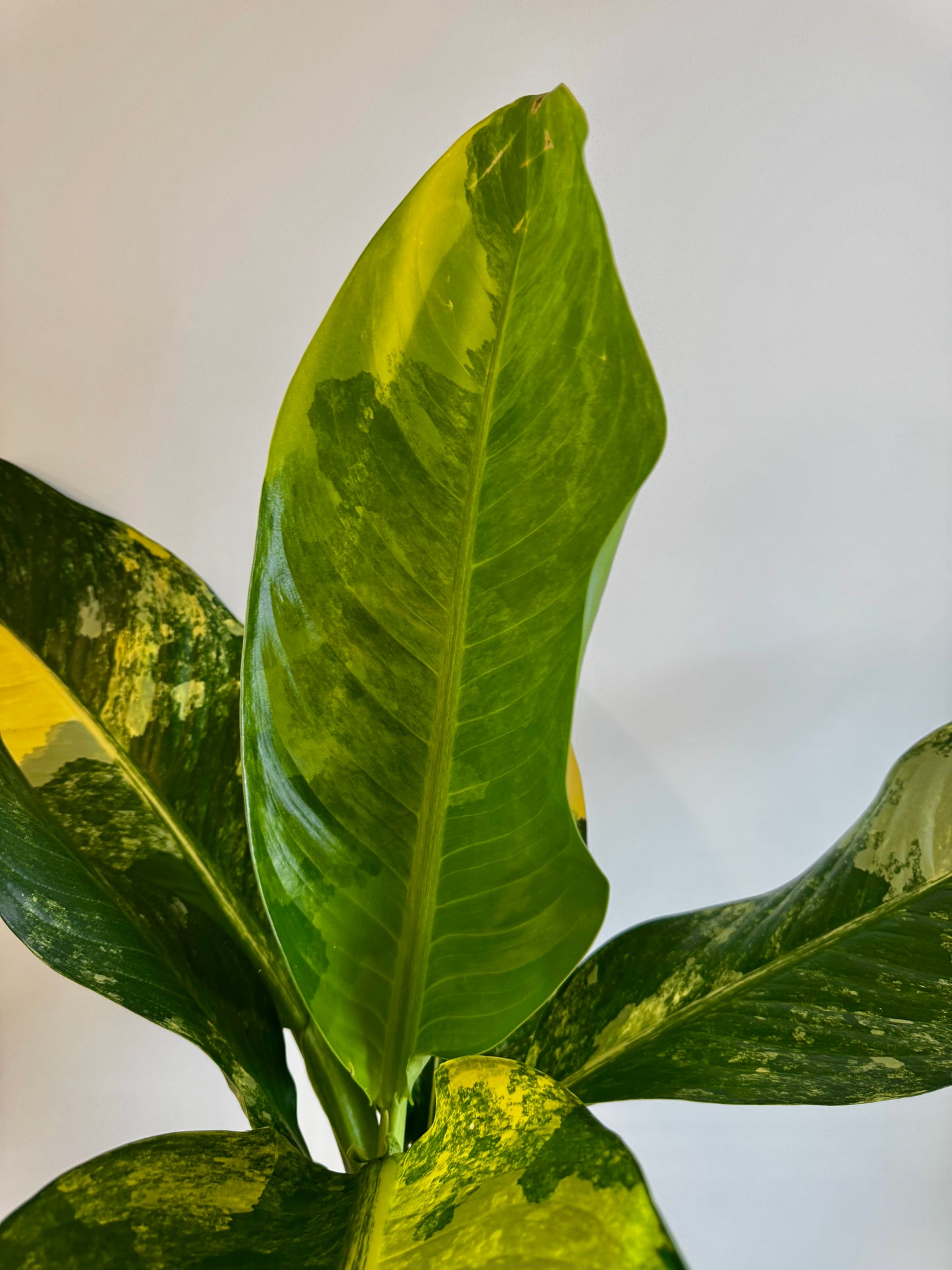8” Dieffenbachia ‘Big Ben’ Variegated