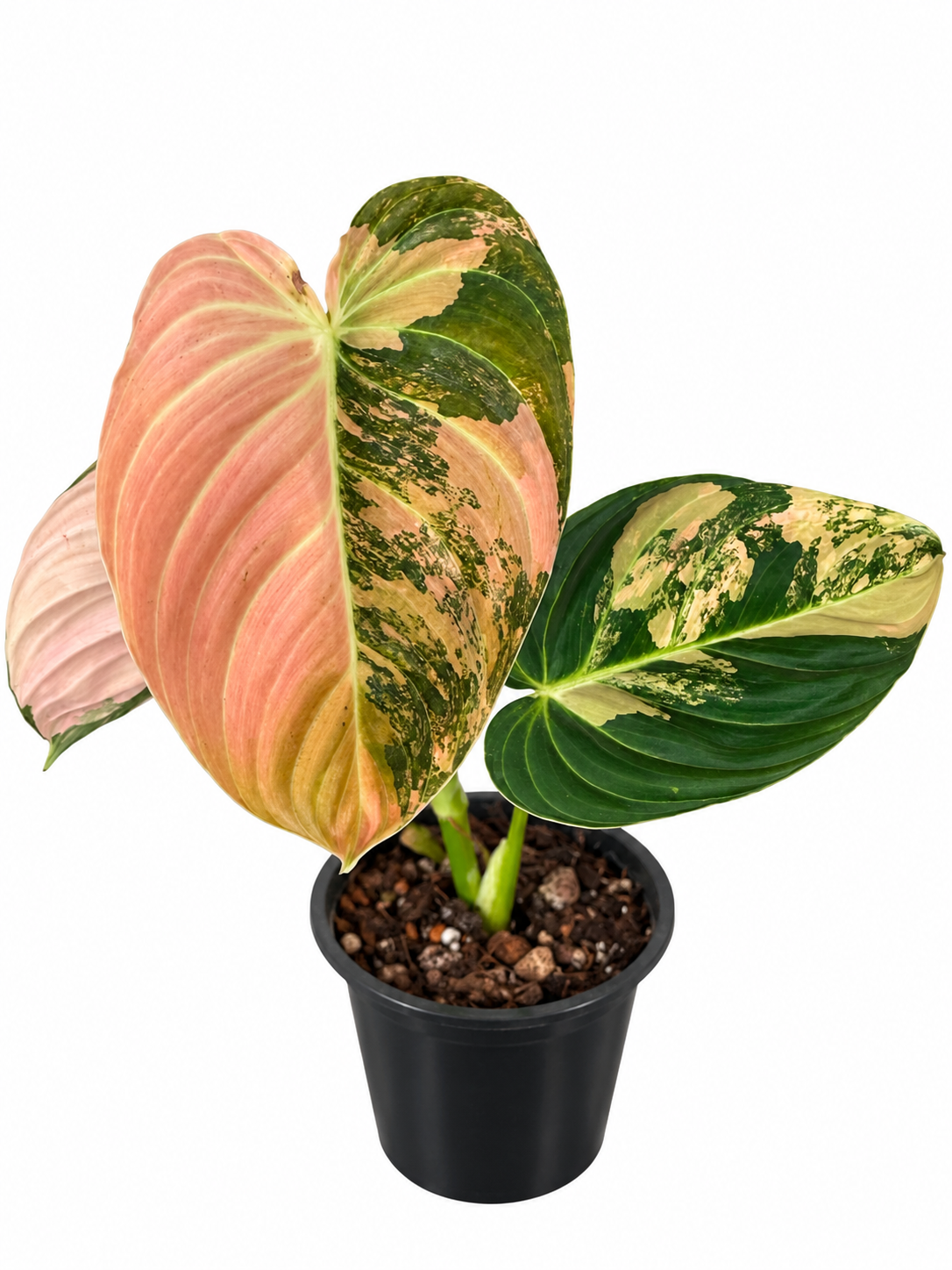 3” Philodendron Melanochrysum Variegated (Orange)