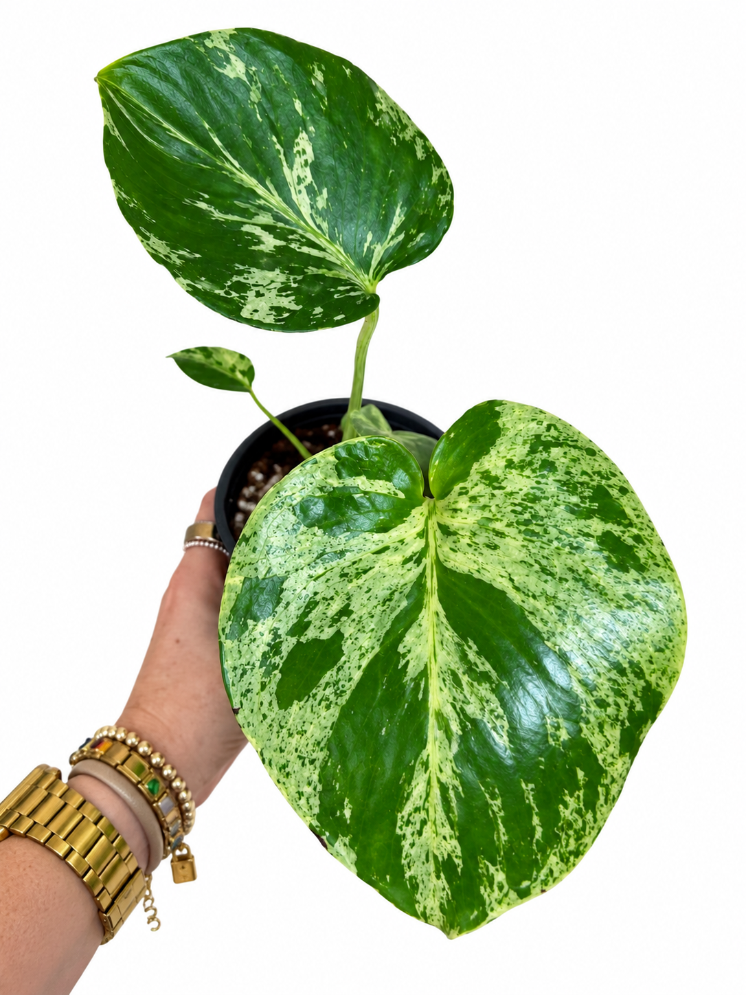 4” Monstera Bulbasaur