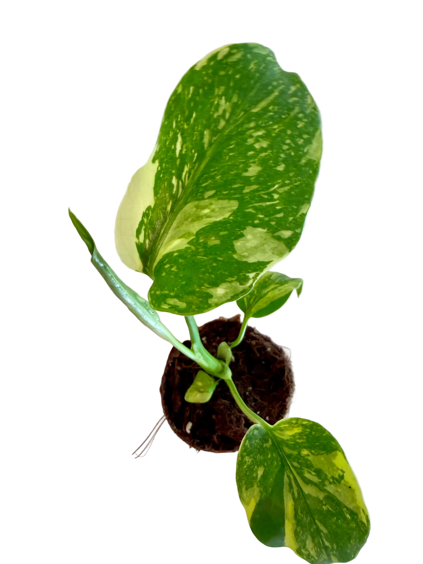 2” Monstera Electrolyte (Plug)