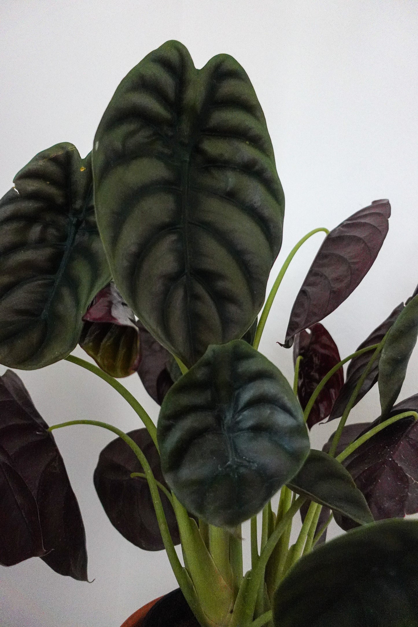 6" Alocasia Cuprea 'Red Secret'