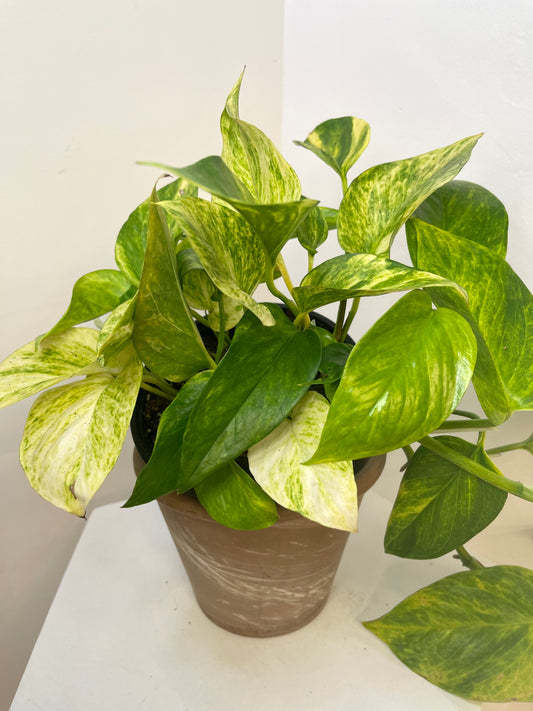 6" Pothos Neon Queen *NEW HYBRID*