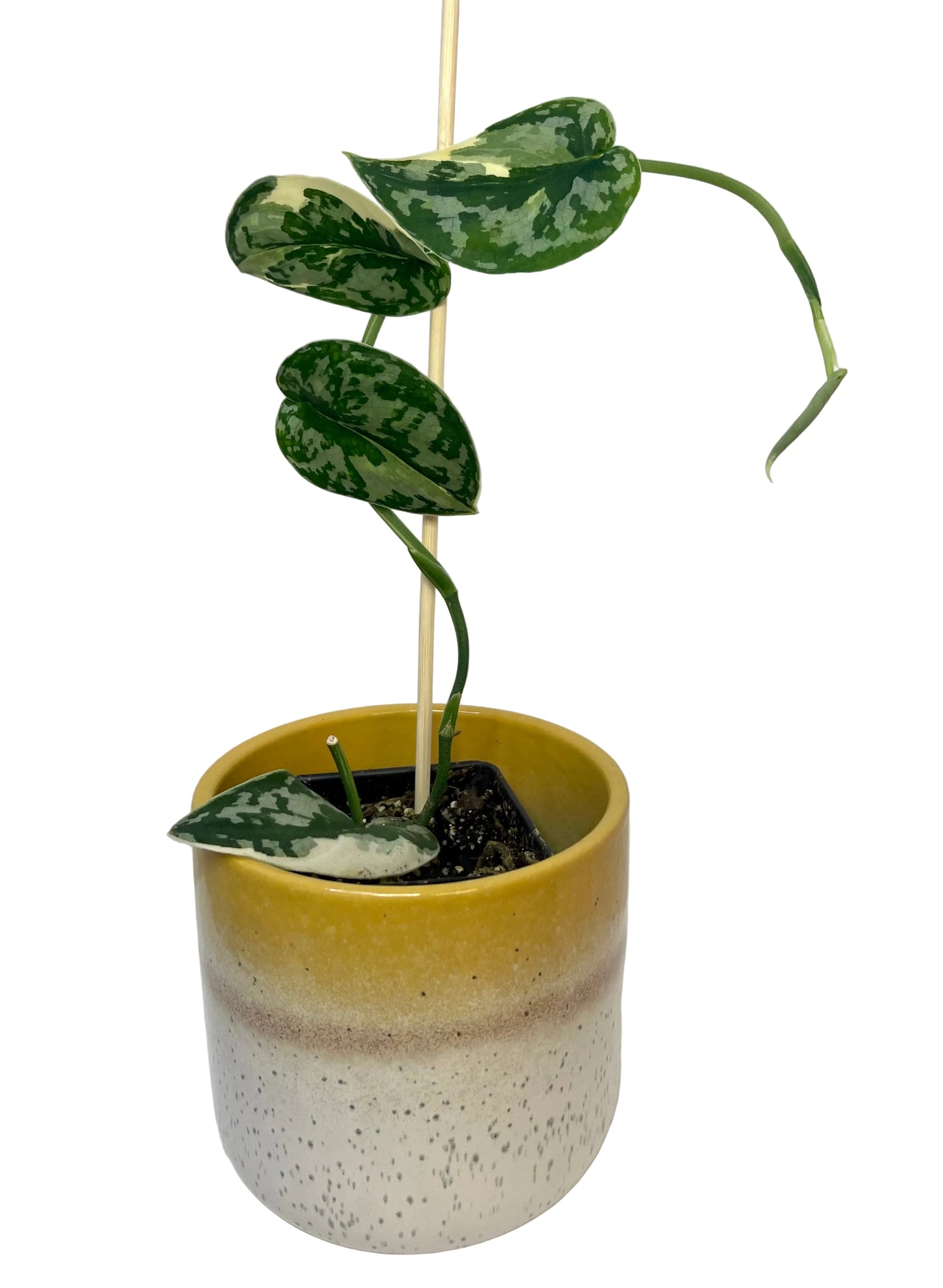 3" Scindapsus Pictus 'Mayari' Albo Variegated