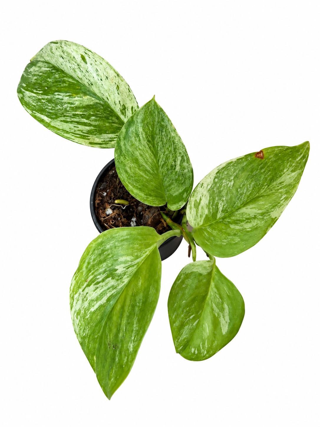 3” Scindapsus Treubii 'Moonlight' Marble