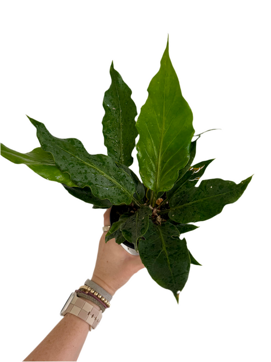 4.5" Anthurium Plowmanii