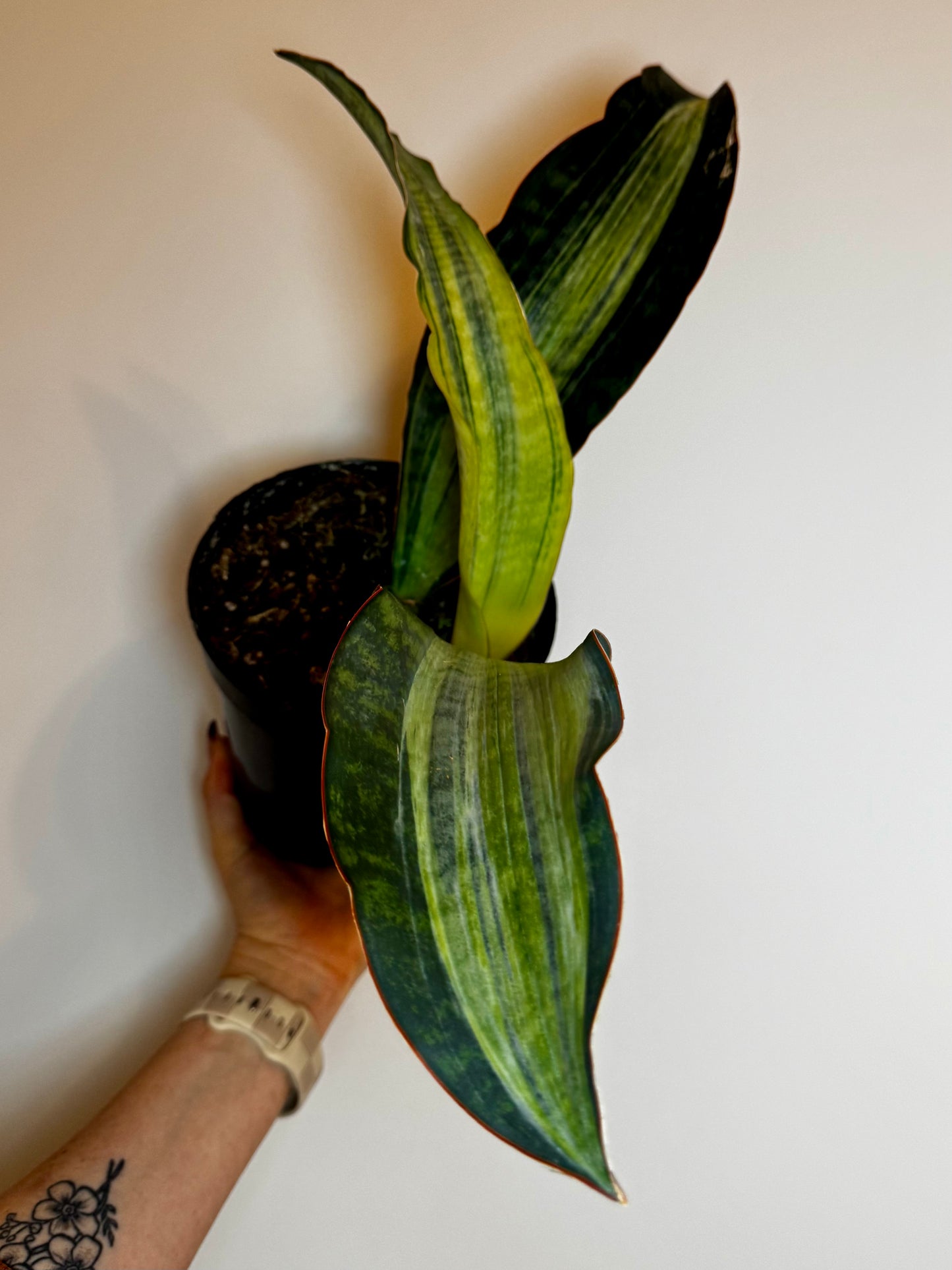 6” Sansevieria 'Whale Fin' Variegated (White)